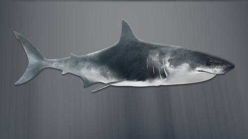 Shark Model and Rig preview image
